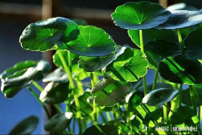 七O七天然制药 形如铜钱草能化石——金钱草澳门·威尼斯人(中国)官方网站(图1)