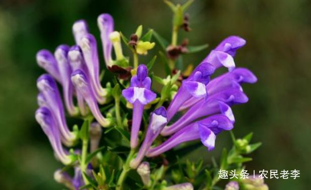 农村路边的“苦草澳门·威尼斯人(中国)官方网站”与黄连齐名农民不了解20一斤(图1)