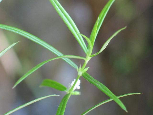 澳门·威尼斯人(中国)官方网站白花蛇舌草纤细的茎及叶洁白美丽的花。我们称它为”麦草“(图2)