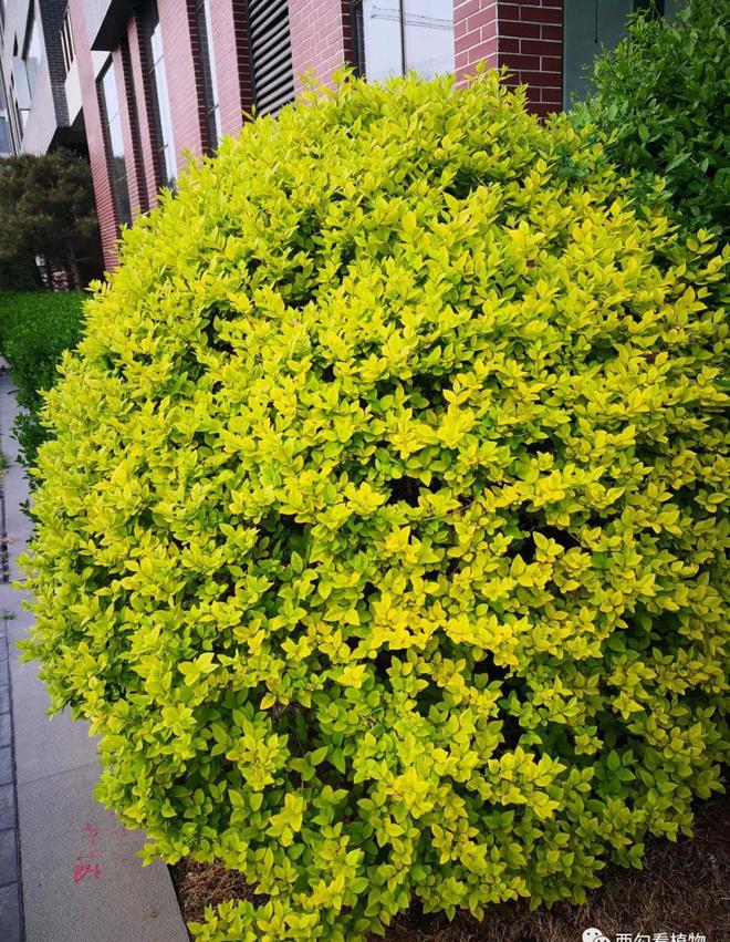 澳门·威尼斯人(中国)官方网站金叶女贞 Ligustrum × vicaryi(图1)