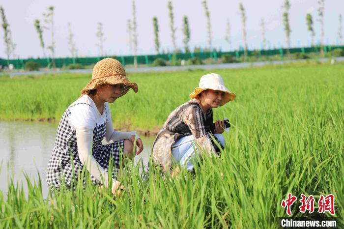 澳门威尼斯人官网湖南大通湖生态“养水” 美丽河湖人欢业旺(图2)