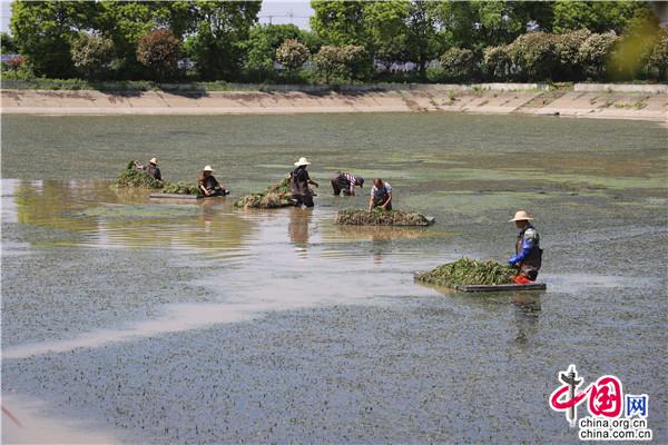 澳门威尼斯人官网湖南大通湖：转型发展 一株小水草做出大文章(图2)