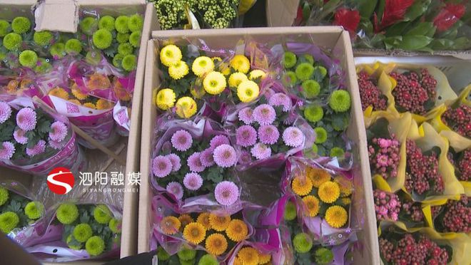 澳门威尼斯人官网泗阳：春暖花市闹绿植盆栽热销(图3)