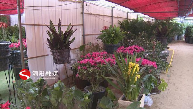 澳门威尼斯人官网泗阳：春暖花市闹绿植盆栽热销(图6)