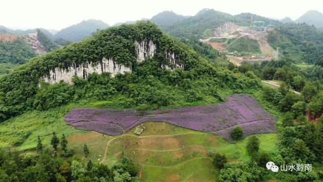 马鞭草盛开 紫色花海绽放如梦如幻绿博澳门·威尼斯人(中国)官方网站园里景色太迷人！(图6)