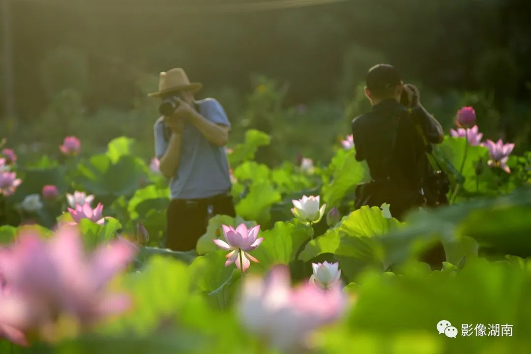 湖南夏季花海美不胜收不要错过呦！澳门威尼斯人官网(图8)