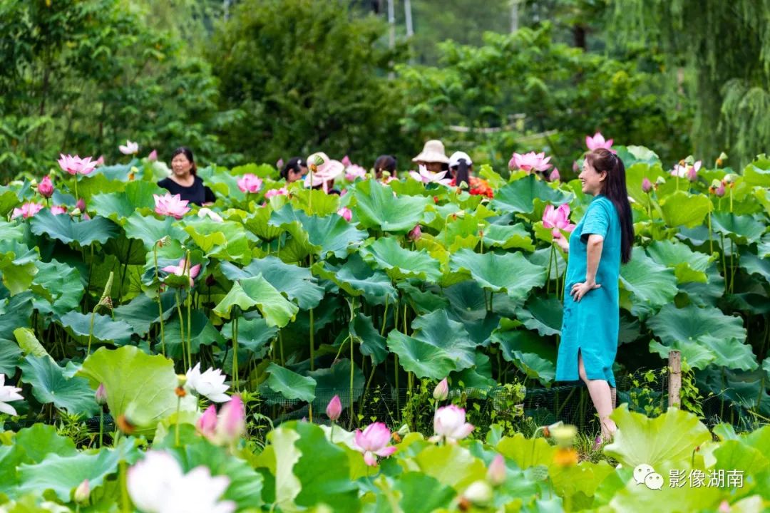 湖南夏季花海美不胜收不要错过呦！澳门威尼斯人官网(图9)