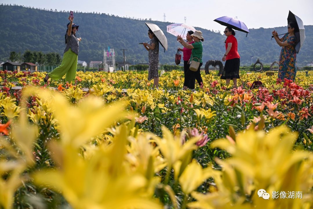 湖南夏季花海美不胜收不要错过呦！澳门威尼斯人官网(图12)