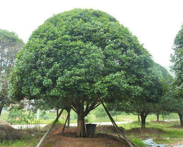 家门前万万要种这3种植澳门·威尼斯人(中国)官方网站物招财又能转好运难怪有钱人家都种(图3)