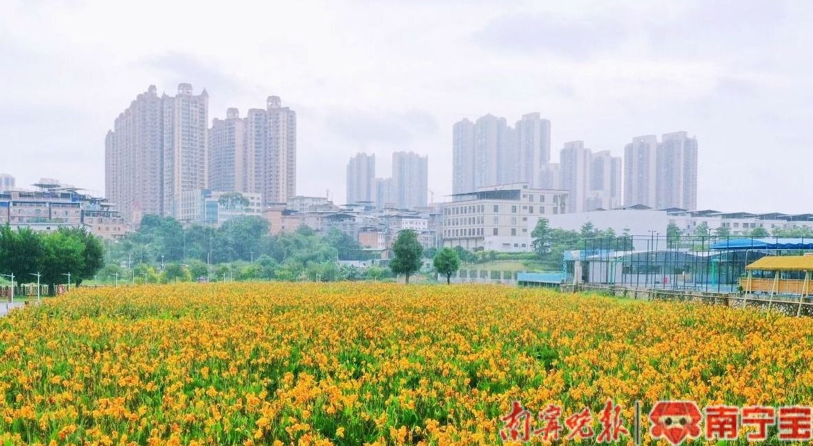 好美！南宁这个地方美人蕉花海澳门·威尼斯人(中国)官方网站惊艳绽放(图1)